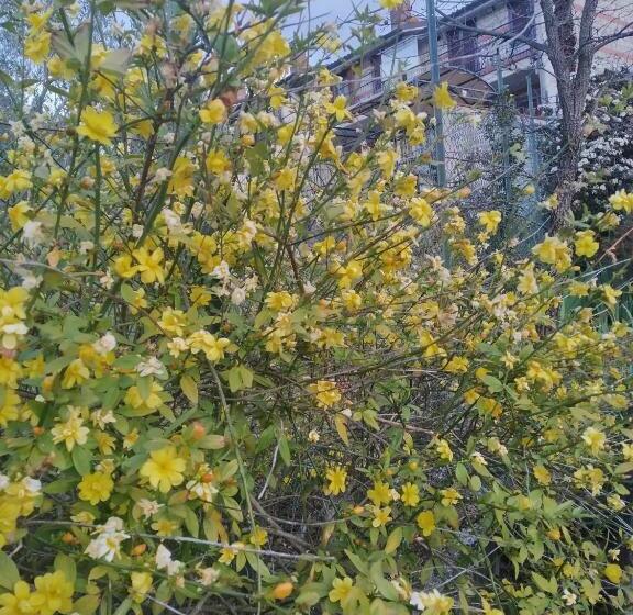 פנסיון Mamma Giulia