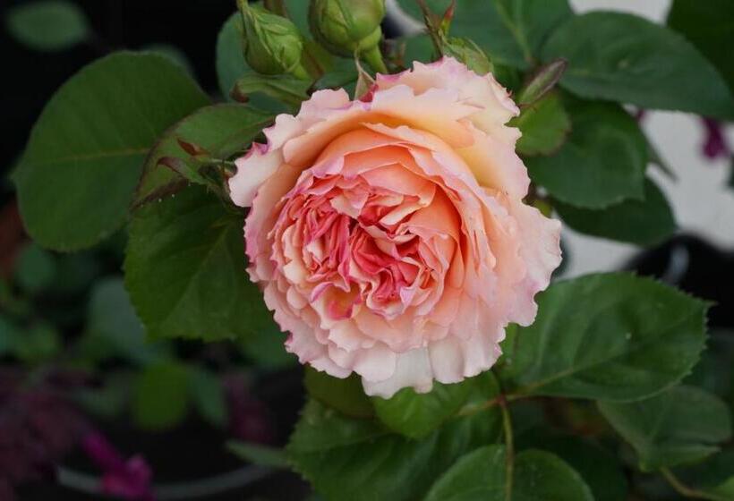 مبيت وإفطار Ferme Du Bois De Veude