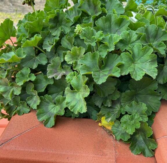 민박 Grotta Del Monaco