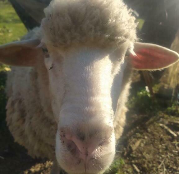 בית מלון כפרי Hostal Finca Mirador