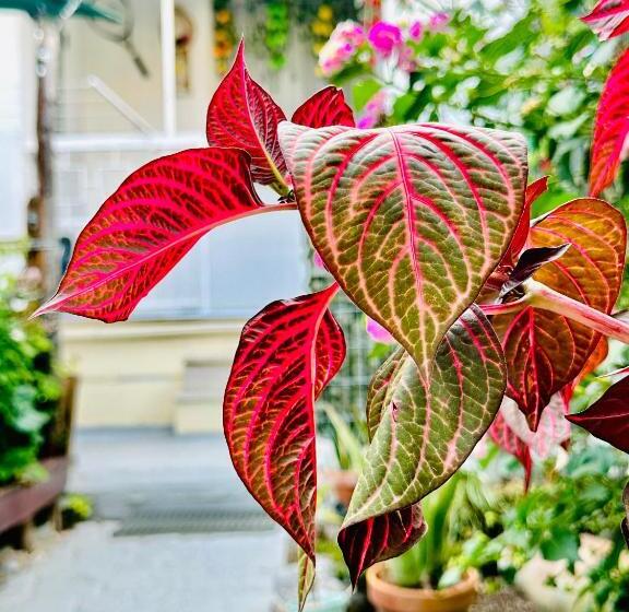 ペンション Far West