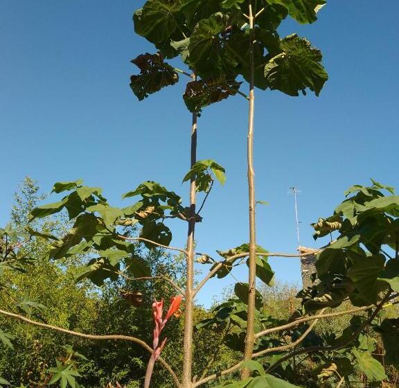 펜션 The Piggeries At La Maison Tumtum Arbre