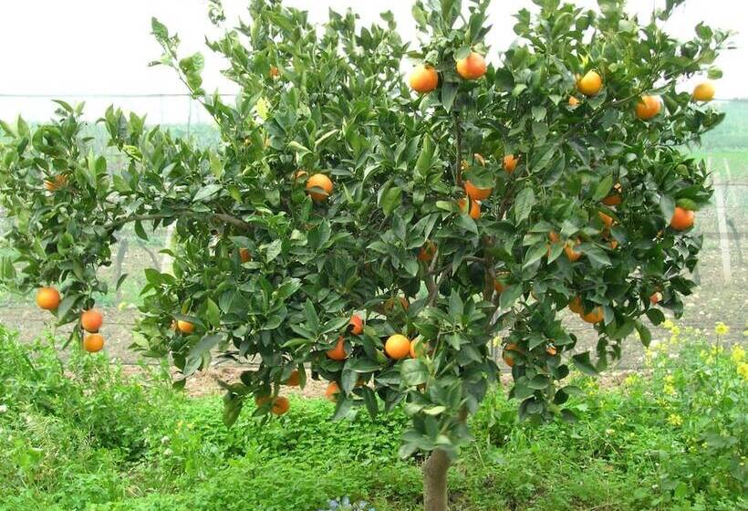 Agriturismo Baglio Donna Santa