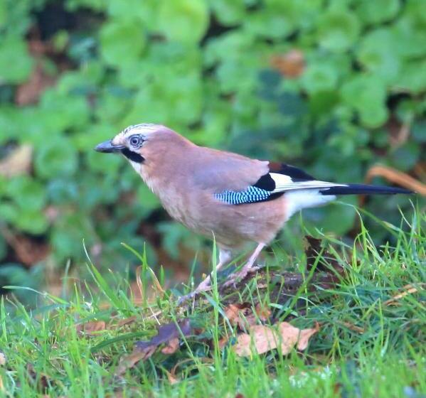 مبيت وإفطار Aux Arbres Chanteurs