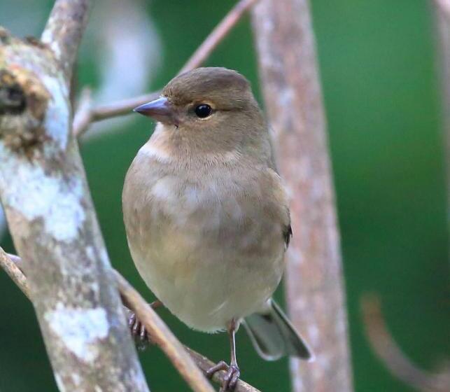 مبيت وإفطار Aux Arbres Chanteurs