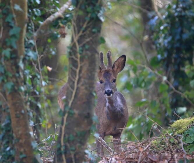 مبيت وإفطار Aux Arbres Chanteurs