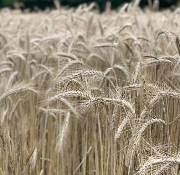 Bed and Breakfast Les Lauriers