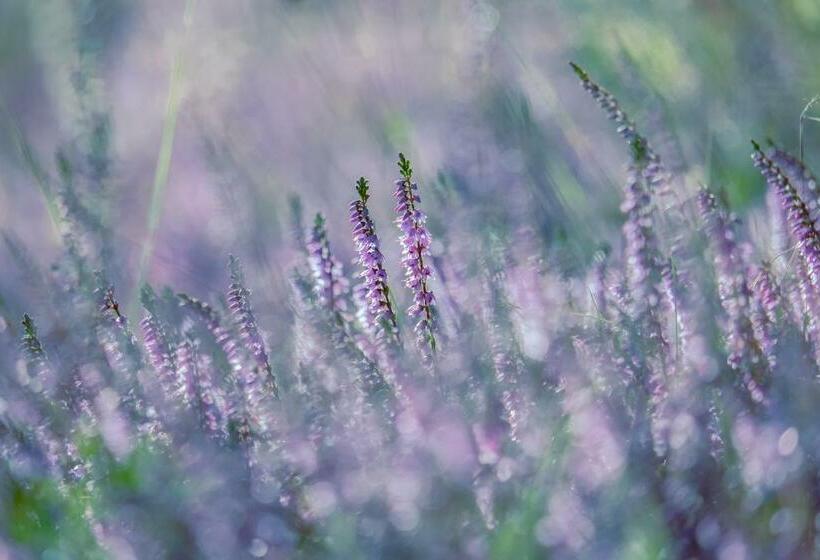 Bed & Breakfast Neeltje Soet