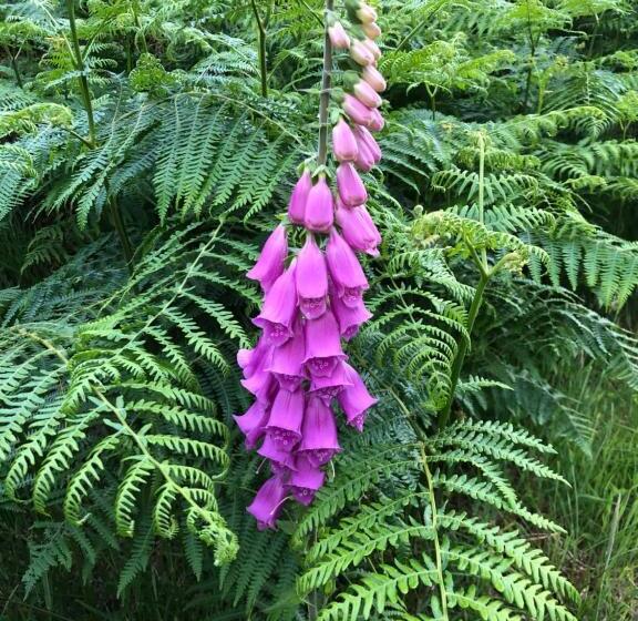 Foresters Lodge Bed And Breakfast, Near Loch Ness