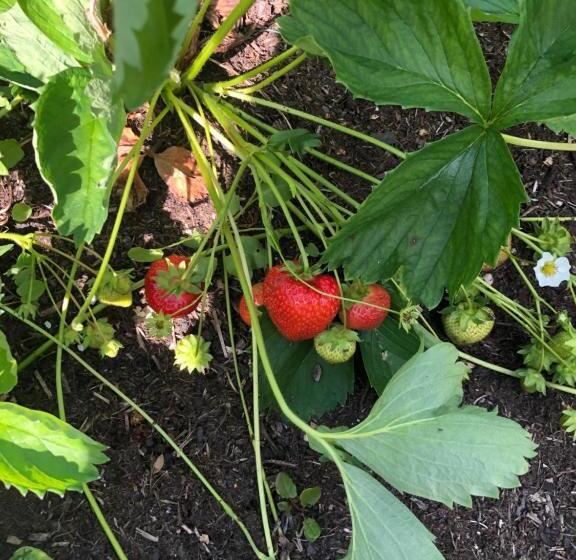 Foresters Lodge Bed And Breakfast, Near Loch Ness