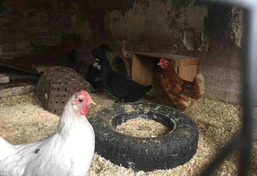 ホテル Niiralan Tila : Starlite Cabin