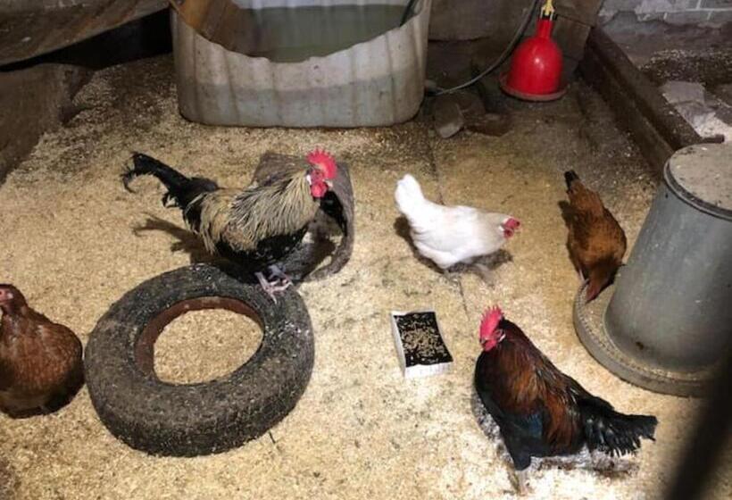 酒店 Niiralan Tila : Starlite Cabin