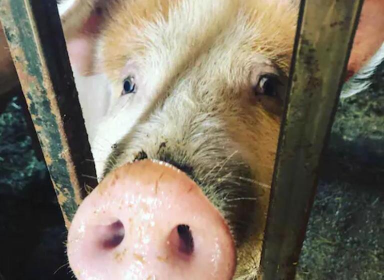 酒店 Niiralan Tila : Starlite Cabin