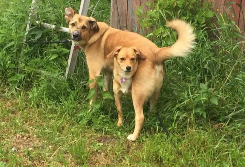 酒店 Niiralan Tila : Starlite Cabin