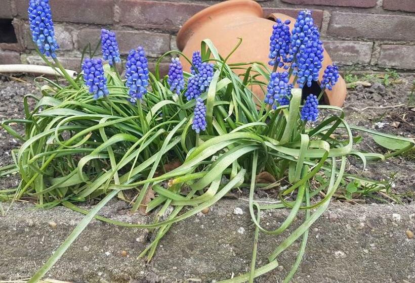 ベッドアンドブレックファースト Bed Bij Boertje