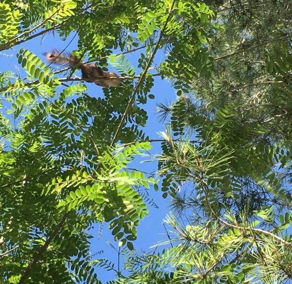 مبيت وإفطار Casa Encina