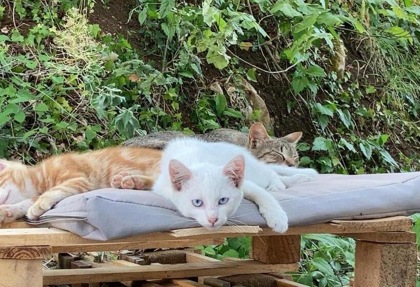 בית מלון כפרי Dimore Montane