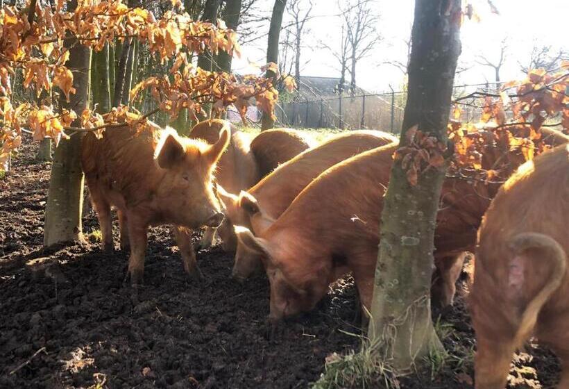 هتل Porcus Campus