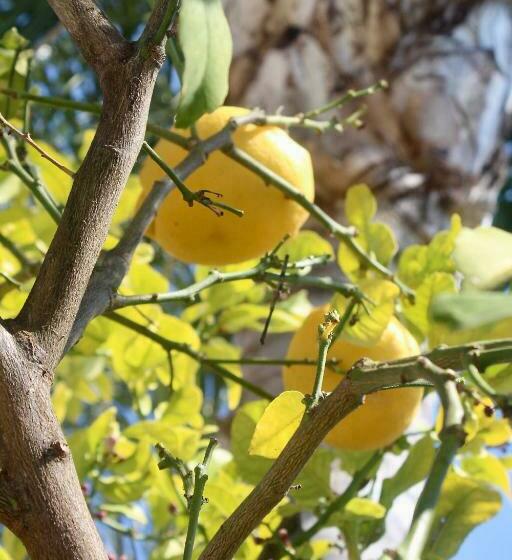 Luxury B&b Villa Tauro