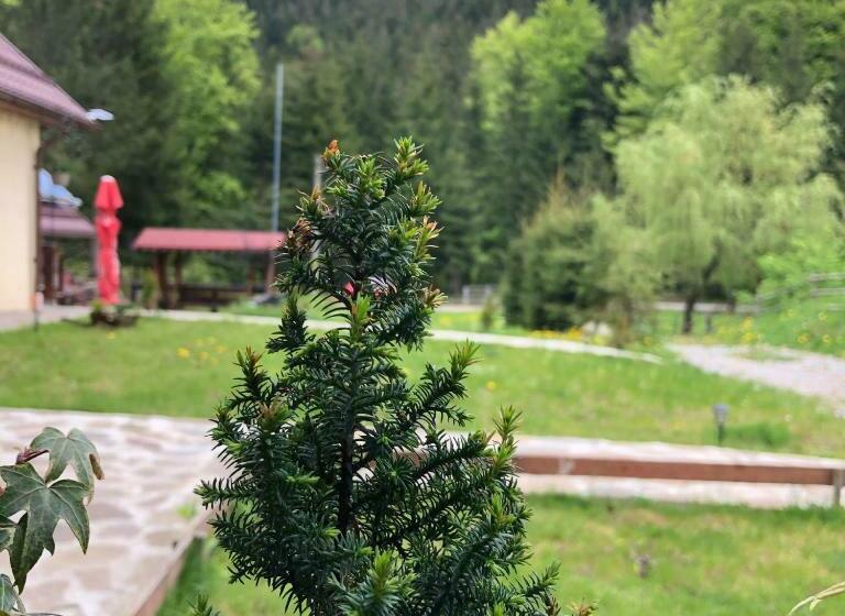 Pensiunea Zorile Tarcaului