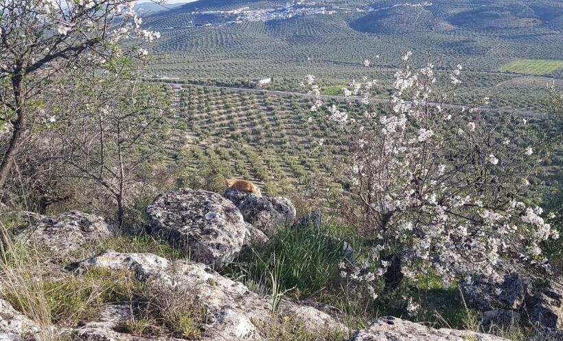 ベッドアンドブレックファースト Casa Rural Los Danzantes