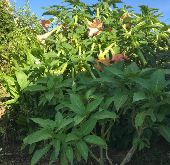 مبيت وإفطار La Passiflore