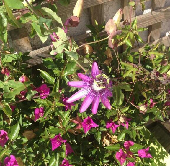 مبيت وإفطار La Passiflore