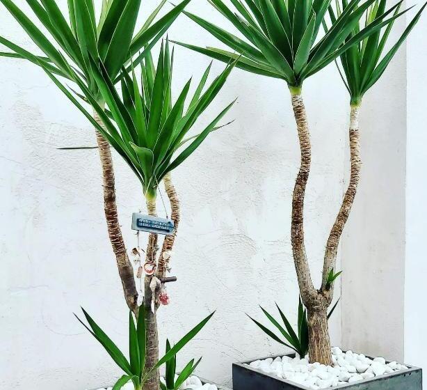 ベッドアンドブレックファースト La Suite Del Mar