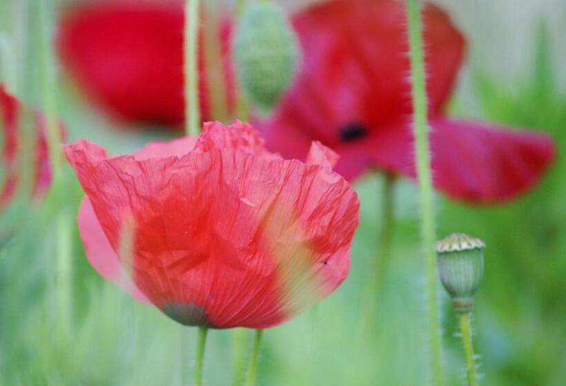 住宿加早餐 Odiel & Gabrielle