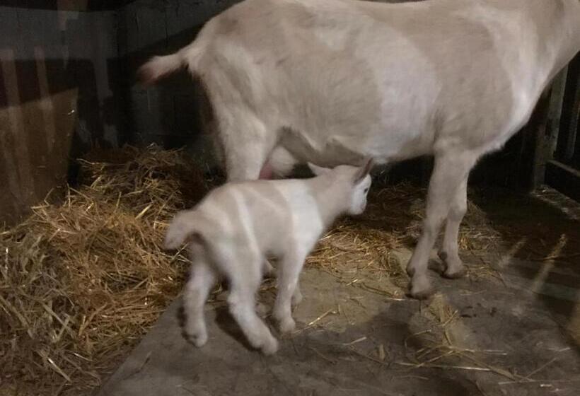 مبيت وإفطار Relais De La Poste