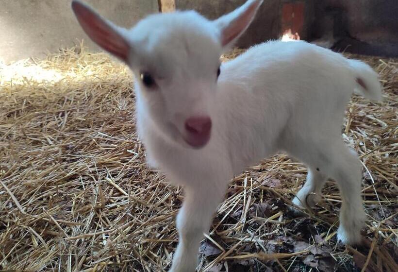 مبيت وإفطار Relais De La Poste