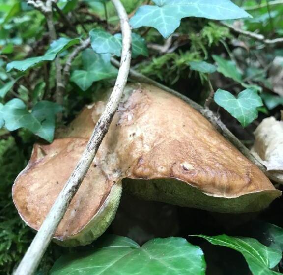 مبيت وإفطار Relais De La Poste