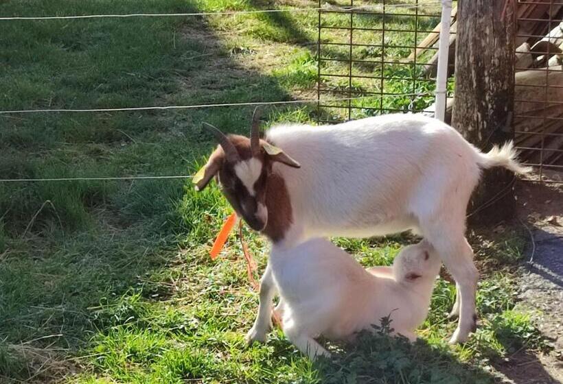 مبيت وإفطار Relais De La Poste