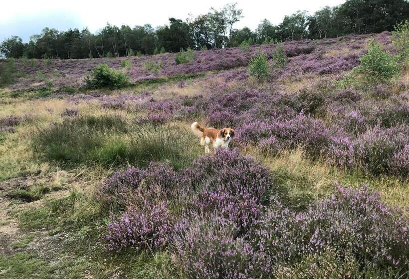 צימר T Heidepaleis