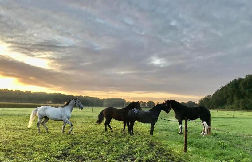 צימר T Heidepaleis