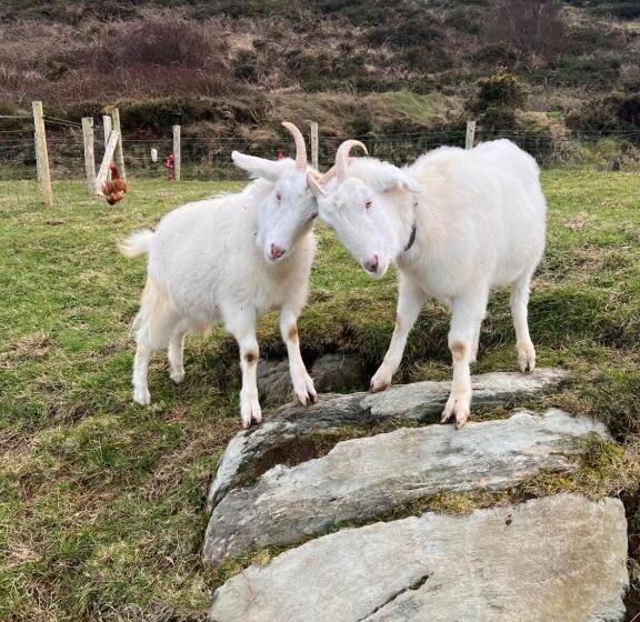 住宿加早餐  Valentia View