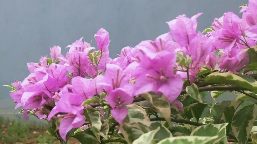 ホテル Aqsa Guest House Ciamis Syariah