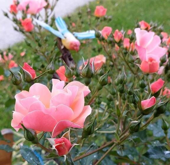 هتل Glamping   Hayrack Vesel