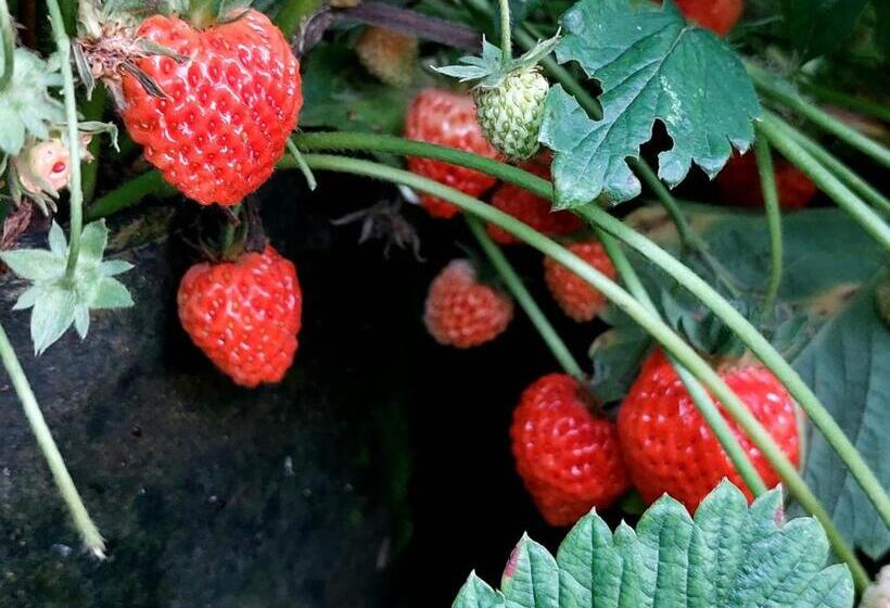 هتل Glamping   Hayrack Vesel