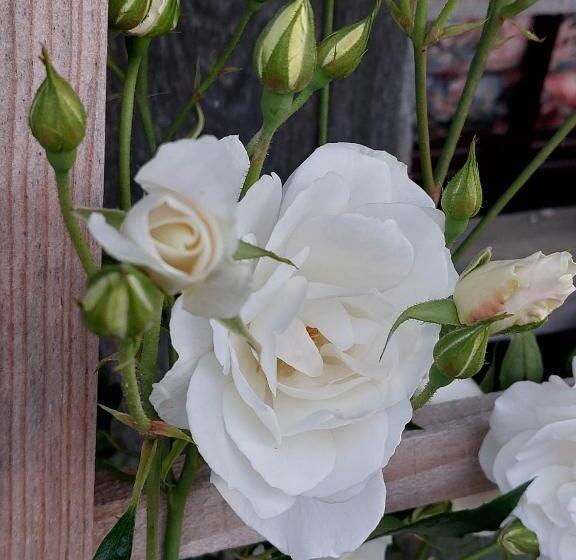 هتل Glamping   Hayrack Vesel