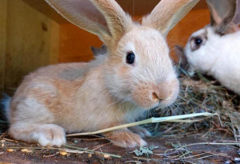 هتل Glamping   Hayrack Vesel