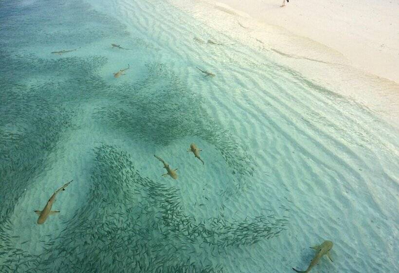 پانسیون Aquzz Hotel & Spa