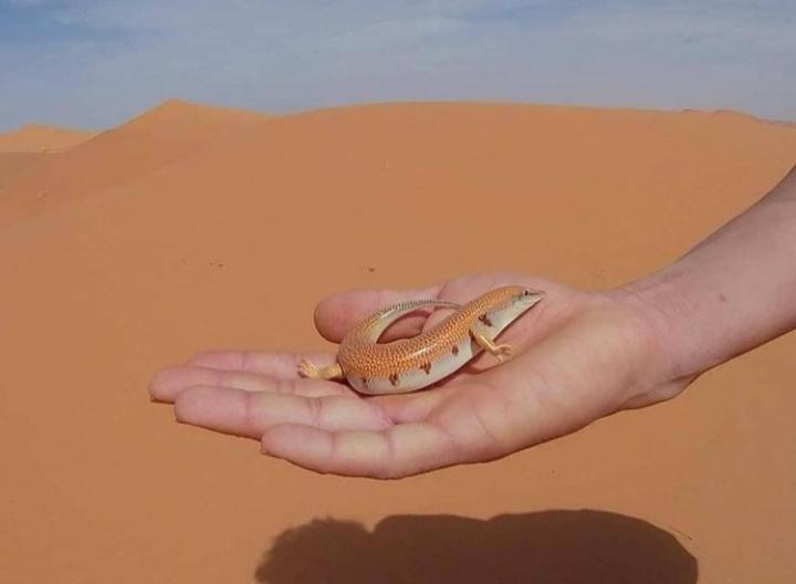 פנסיון Dar Bani