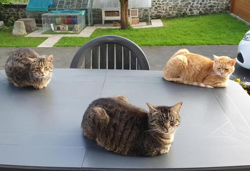 פנסיון Duplex Swimming Cats