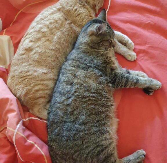 פנסיון Duplex Swimming Cats