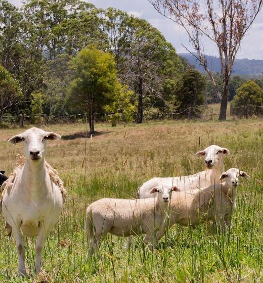 פנסיון Tranquil, Spacious And Private Garden Retreat