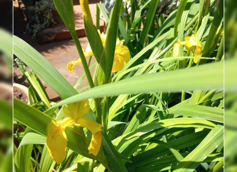 פנסיון A Cody Place