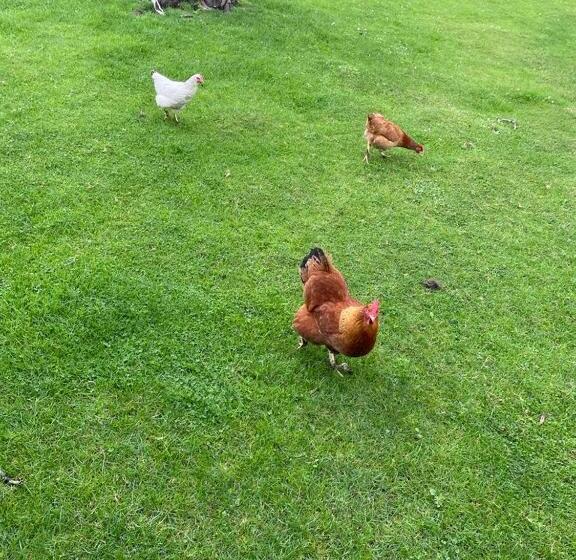 פנסיון B&b Den Biesthoek