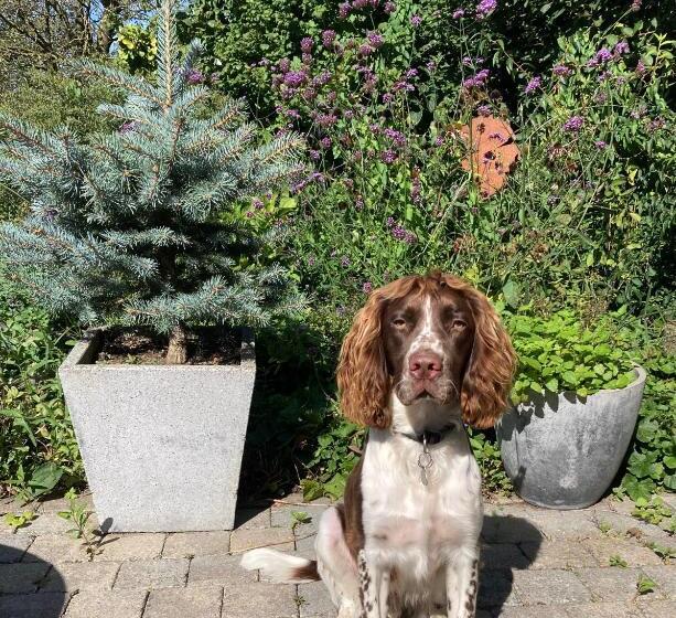 פנסיון B&b Den Biesthoek