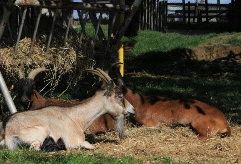 פנסיון B&b Den Biesthoek